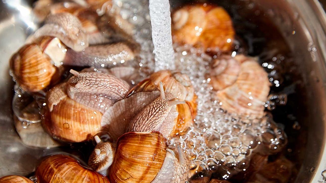Los caracoles son un plato muy típico de nuestra gastronomía.