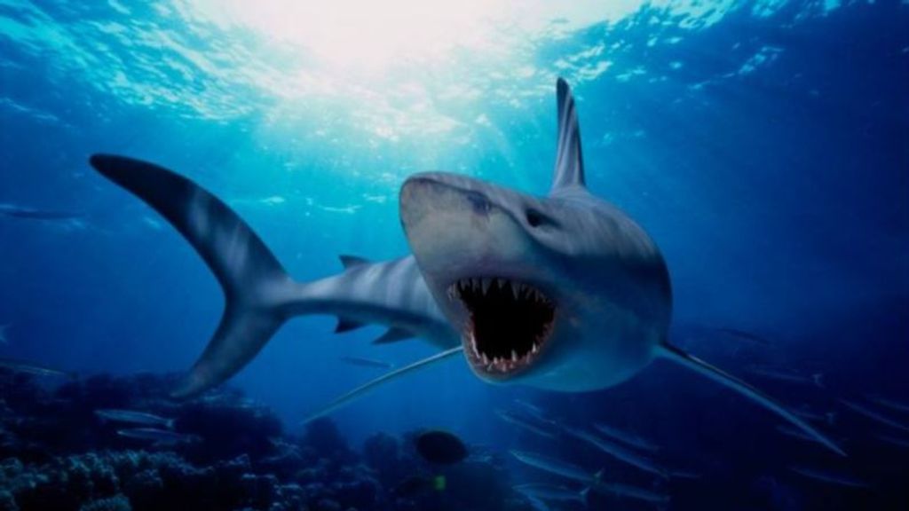 Nueva York 'se prepara' ante la gran cantidad de tiburones avistados en su costa