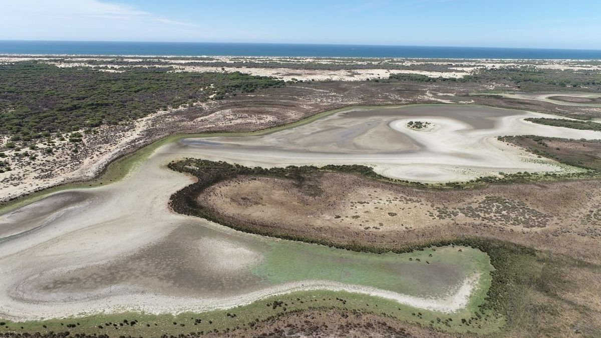 Alerta en Doñana: la última laguna permanente se seca por la sequía y la sobreexplotación