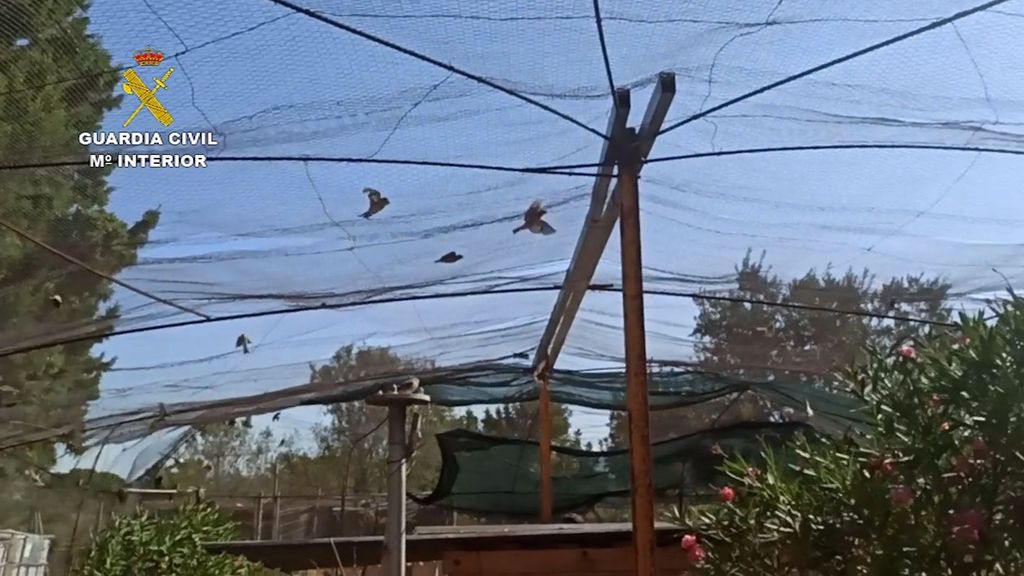 Liberadas aves protegidas en Valencia