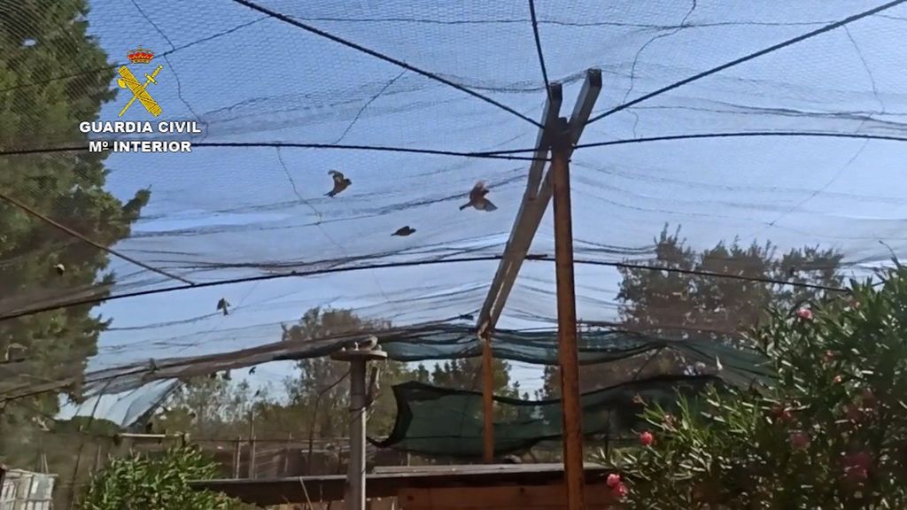 Liberadas más de 270 aves capturadas ilegalmente en Valencia: la mayoría eran especies protegidas