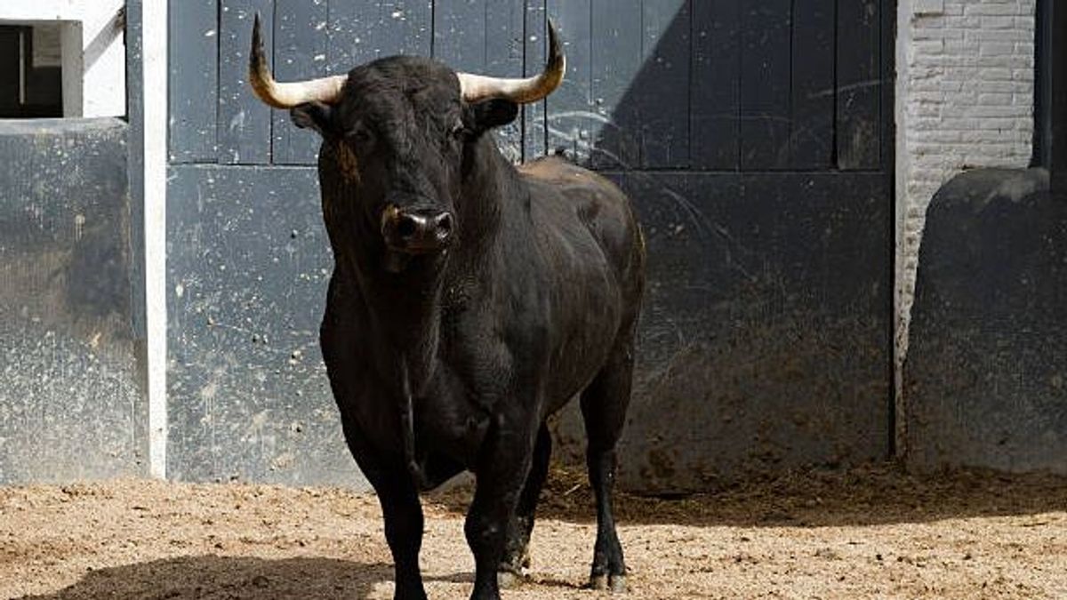 Tres heridos, dos por asta de toro, en el encierro de Medina del Campo, Valladolid