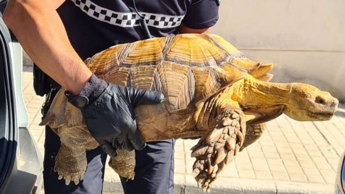 tortuga tortuga
