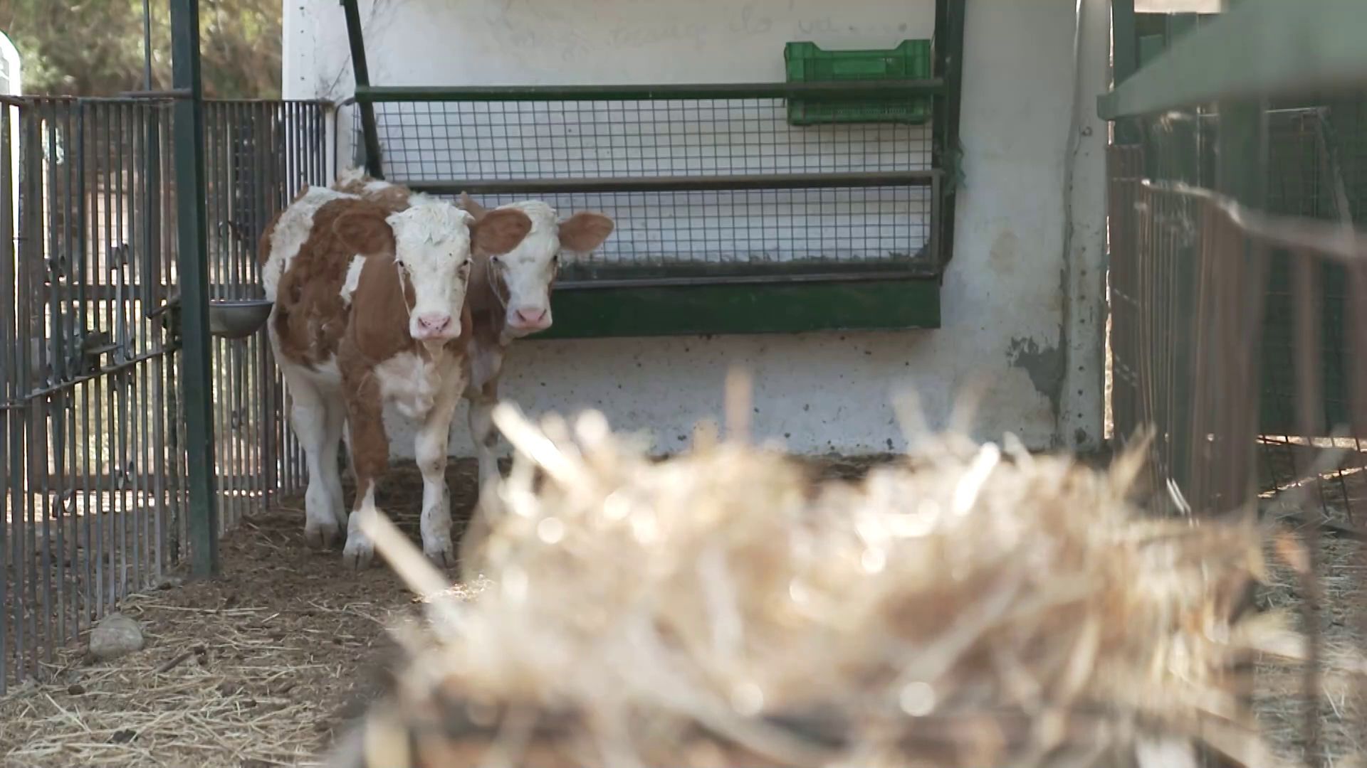 Tendrán que cuidar a las vacas y a los becerros