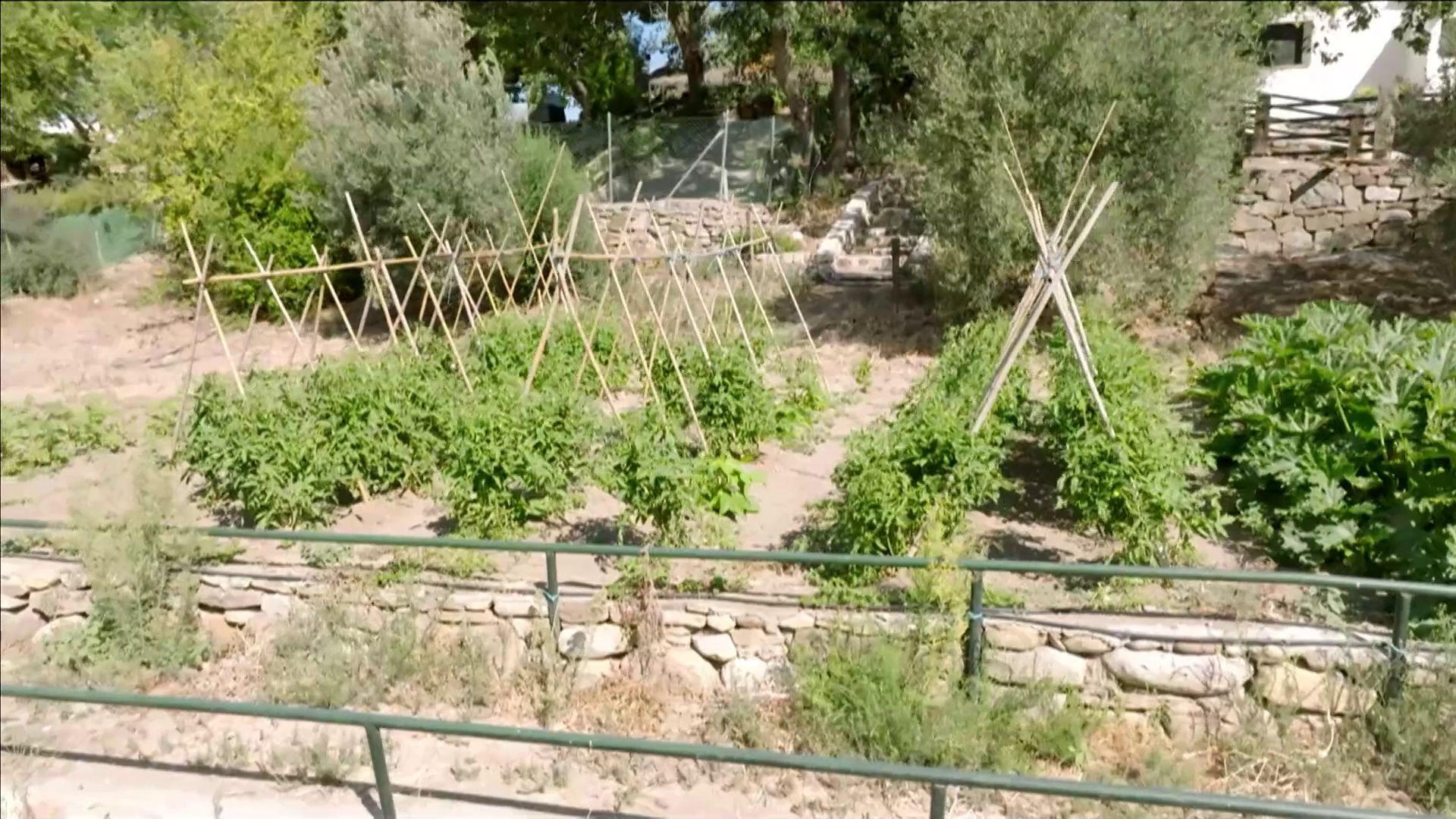Uno de los campos de cultivo de la finca