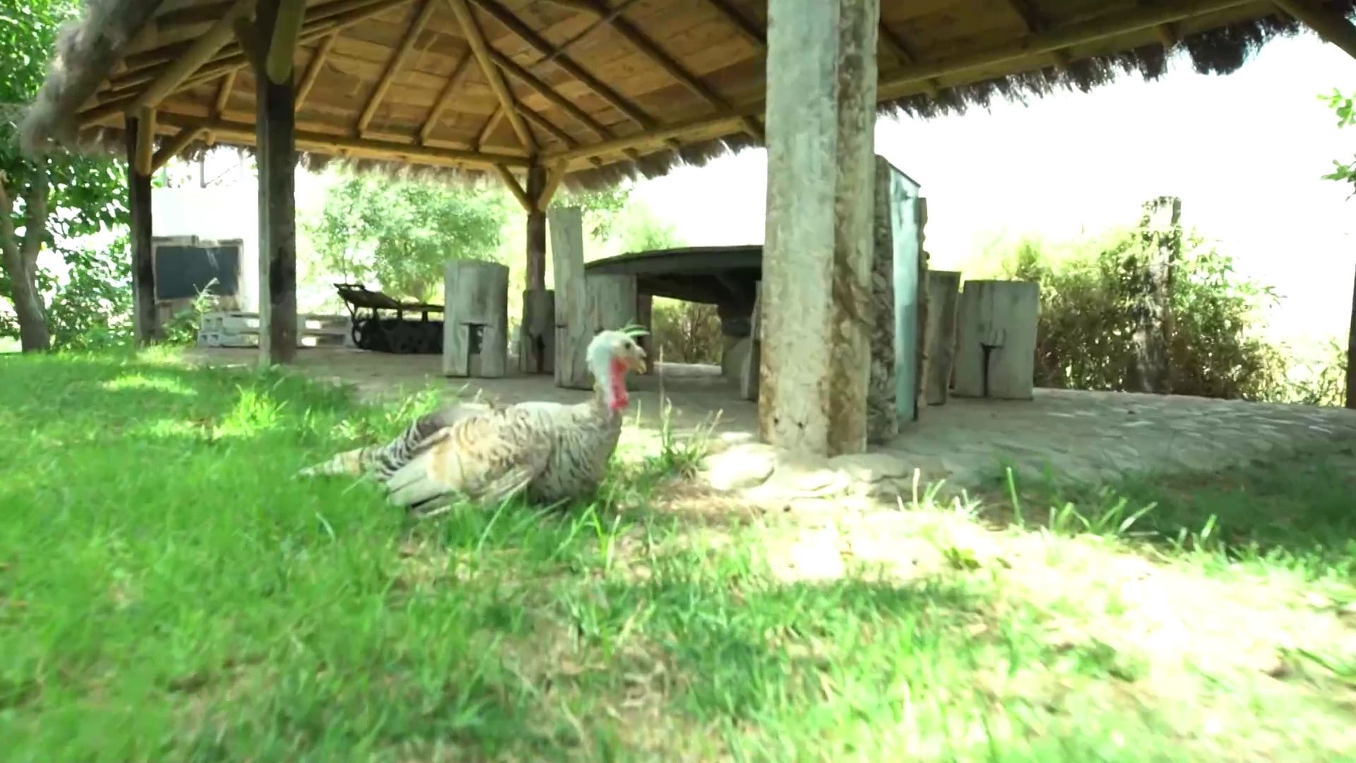 Tendrán que cuidar a los animales de la granja, los verdaderos dueños del lugar