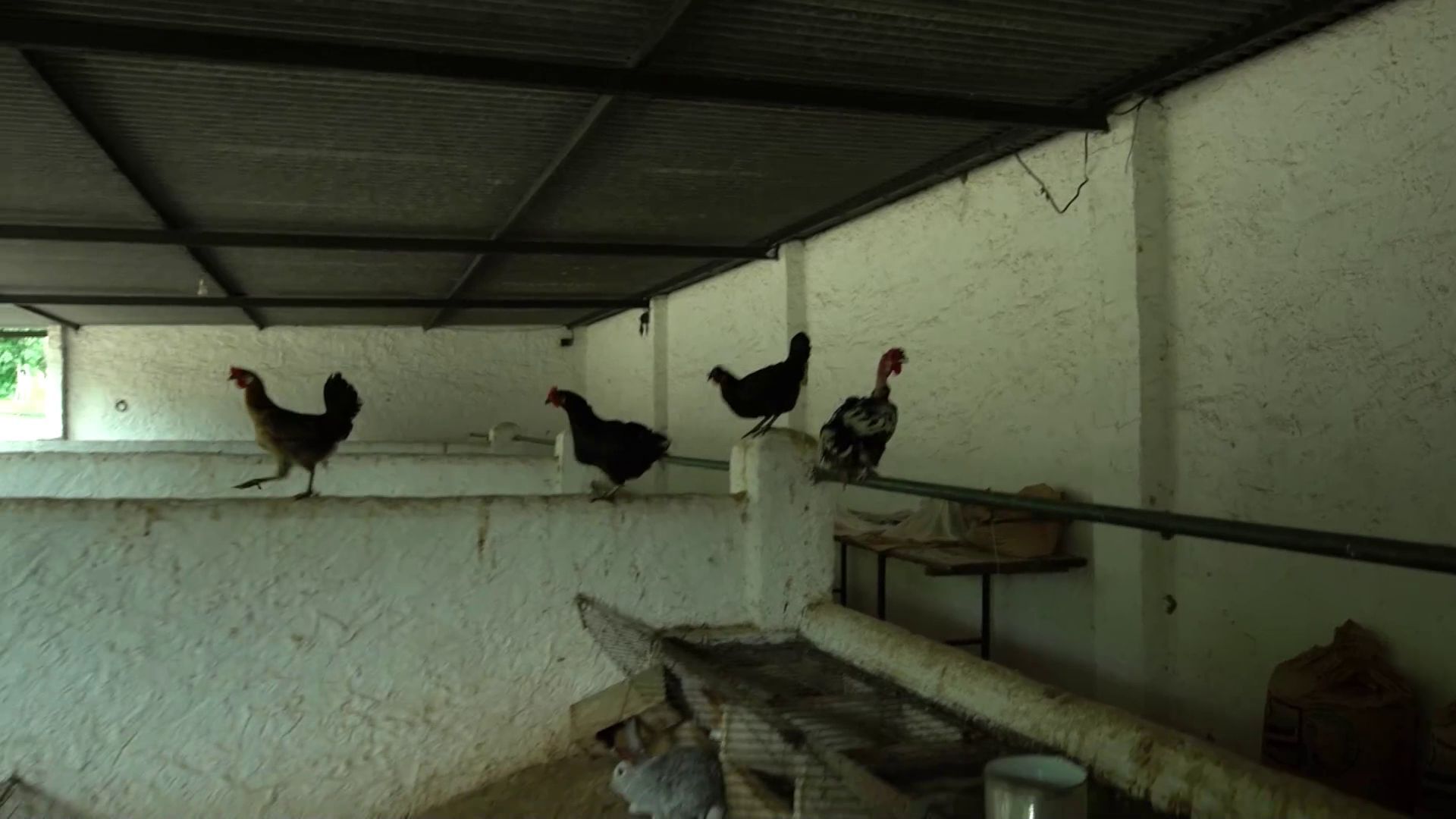 Las gallinas de la granja