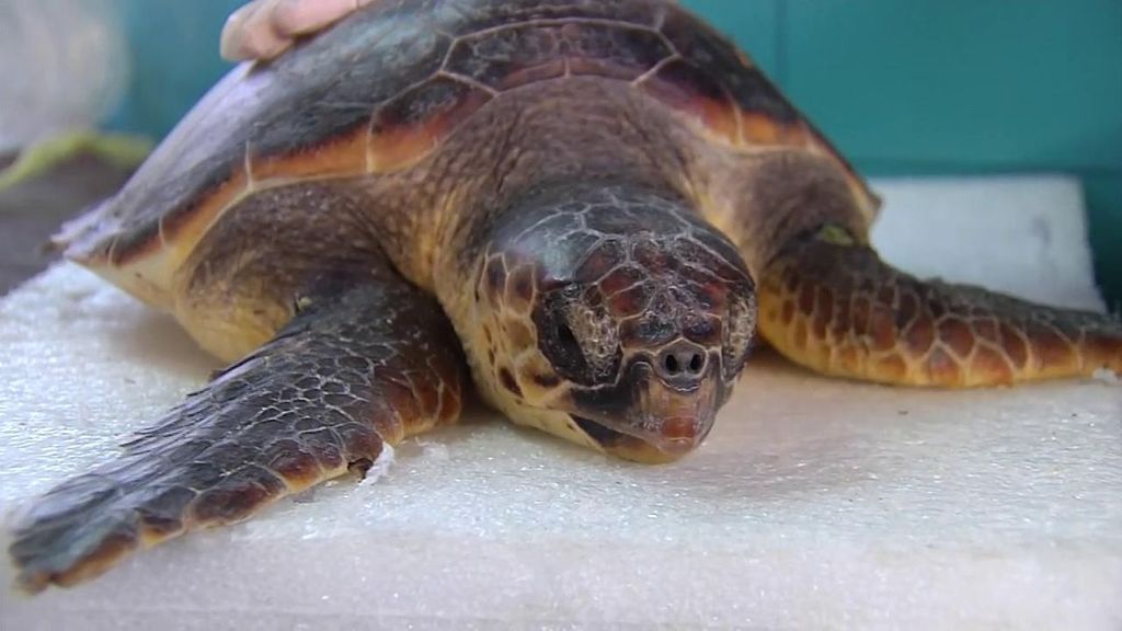 Rescate a vista de dron de una tortuga atrapada en unas redes en Guardamar del Segura