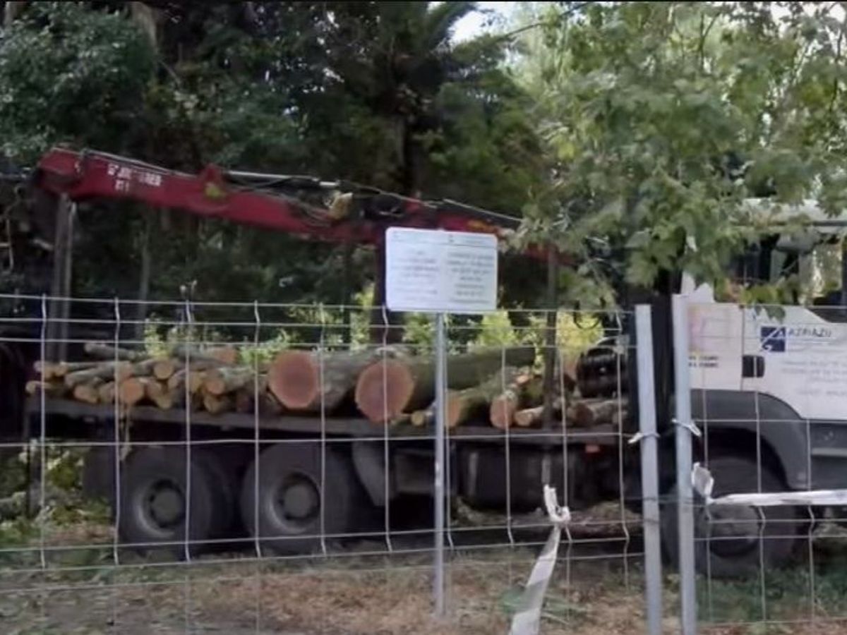 Barakaldo para por segunda vez la tala de 40 árboles del parque Serralta  después de que la empresa cortase uno esta mañana
