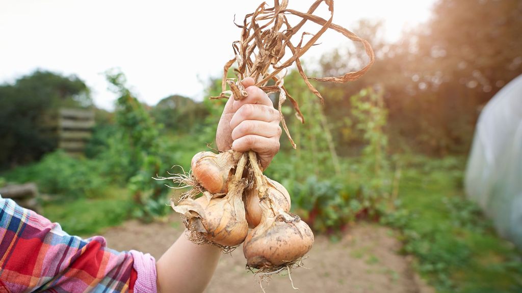 Qué plantar en un huerto en septiembre y cómo cuidarlo