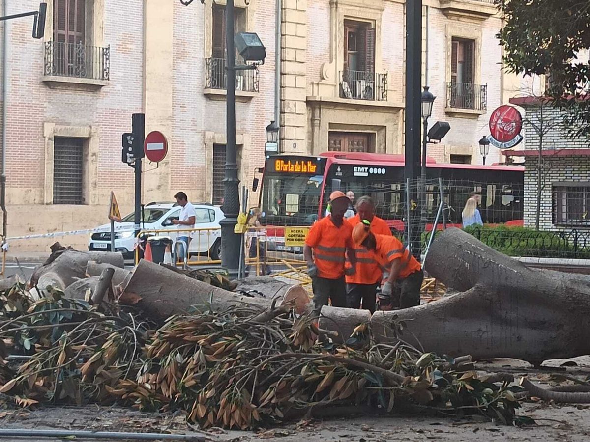 Una rama caída hiere a cuatro personas en Valencia - NIUS