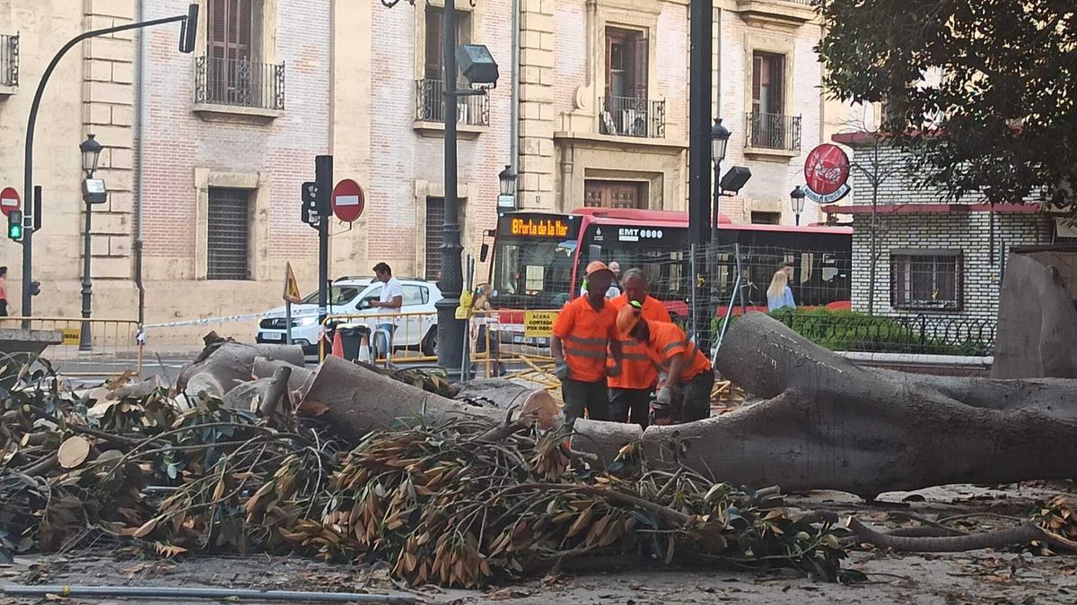 Rama caída árbol Valencia Rama caída árbol Valencia
