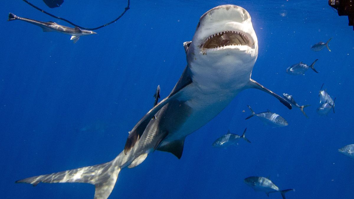 Un ejemplar de tiburón toro como el que ha causado la muerte de una mujer en las Bahamas