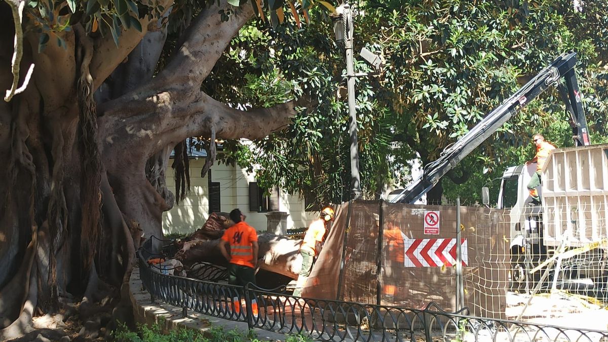 El intenso calor, principal causa de la rotura de la rama del ficus centenario del Parterre de Valencia