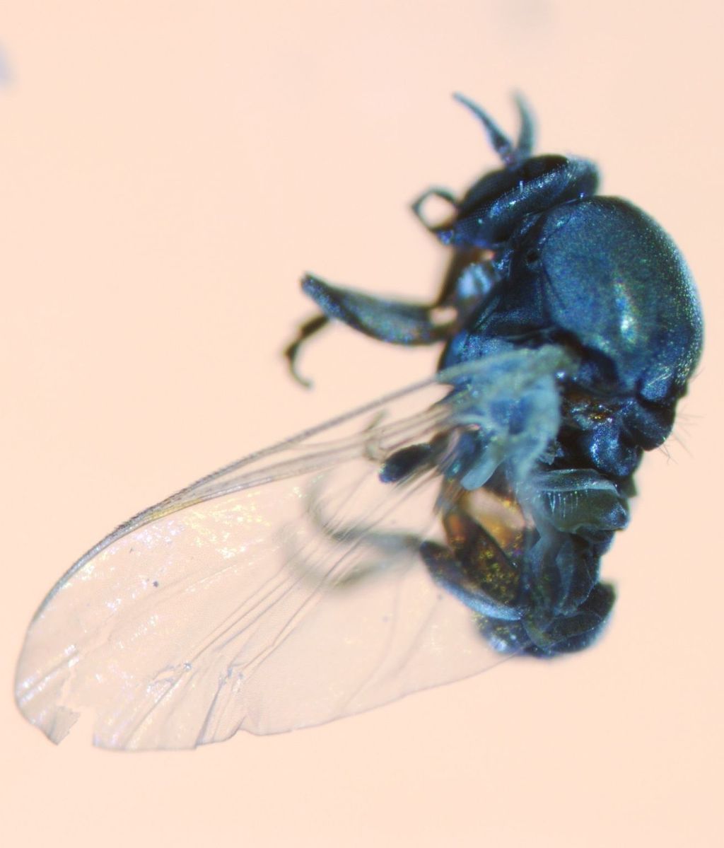 Imagen de archivo de una mosca negra