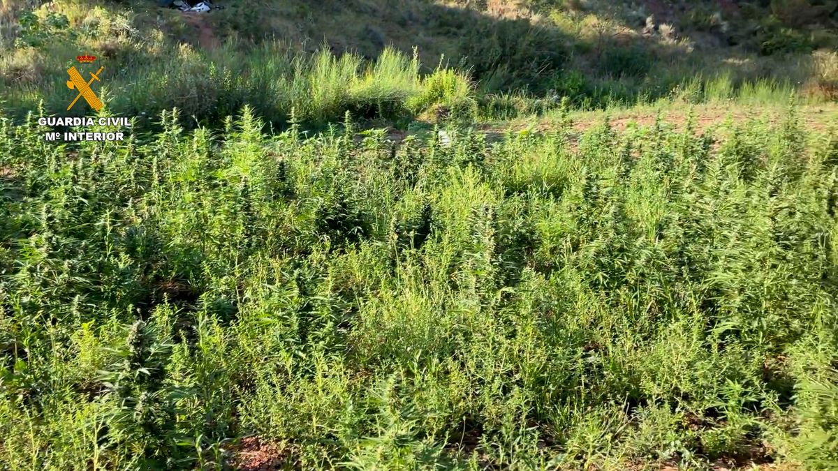 Macroplantación de marihuana en Navarrés (Valencia) Macroplantación de marihuana en Navarrés (Valencia)