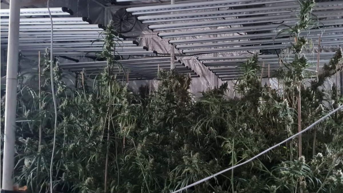 Cultivo de plantas de marihuana
