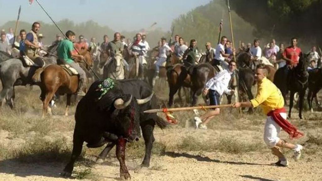 El Toro de la Vega no es maltrato animal, según la Fiscalía que no ve delito en el torneo
