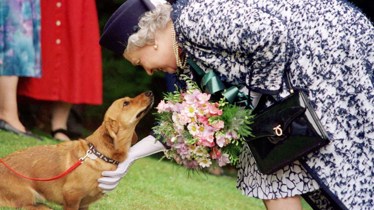 La reina Isabel saludó a un corgi que había criado en 1998