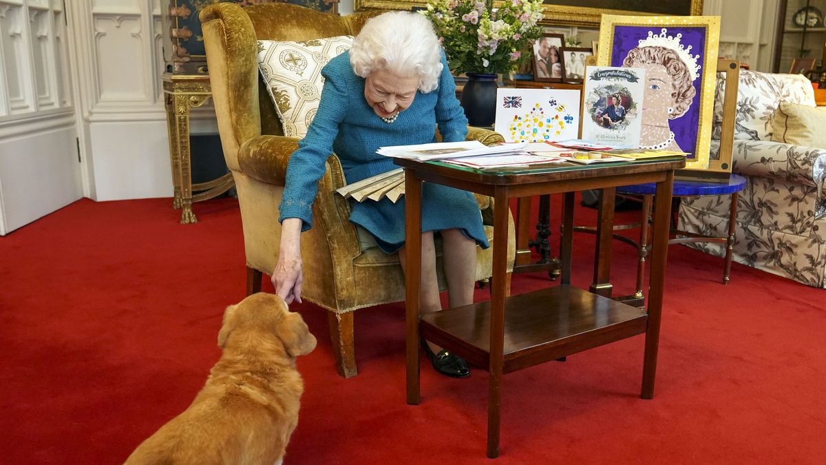 EuropaPress 4233957 04 february 2022 united kingdom windsor queen elizabeth ii pets one of her EuropaPress 4233957 04 february 2022 united kingdom windsor queen elizabeth ii pets one of her
