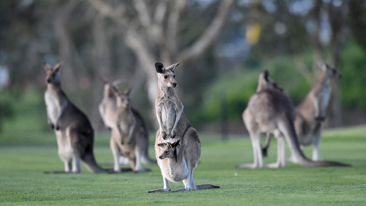 A Kangaroo and it's joey look on during a Queensland Maroons State of Origin team training at Sanctuary Cove on the Gold Coast, Thursday, June 2, 2022. (AAP Image/Darren England)