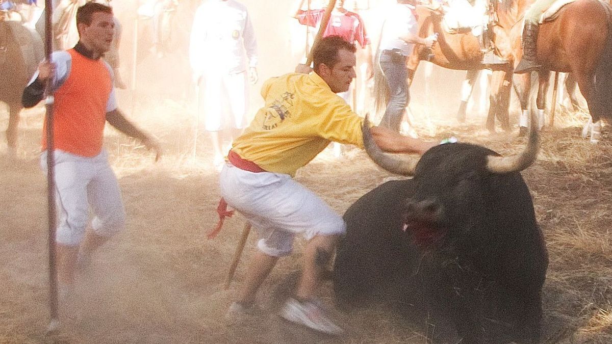 EuropaPress 4667847 toro vega 2015la protectora refugio denuncia presunto maltrato anima EuropaPress 4667847 toro vega 2015la protectora refugio denuncia presunto maltrato anima