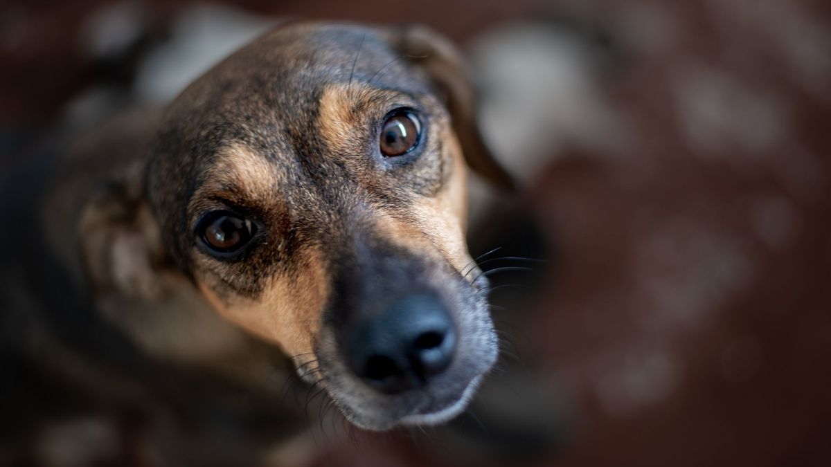 Aumenta la adopción de perros y gatos en España