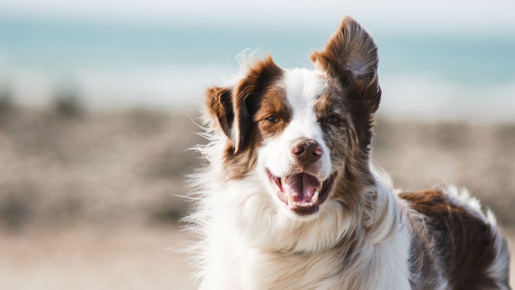 Renfe permitirá viajes con perros