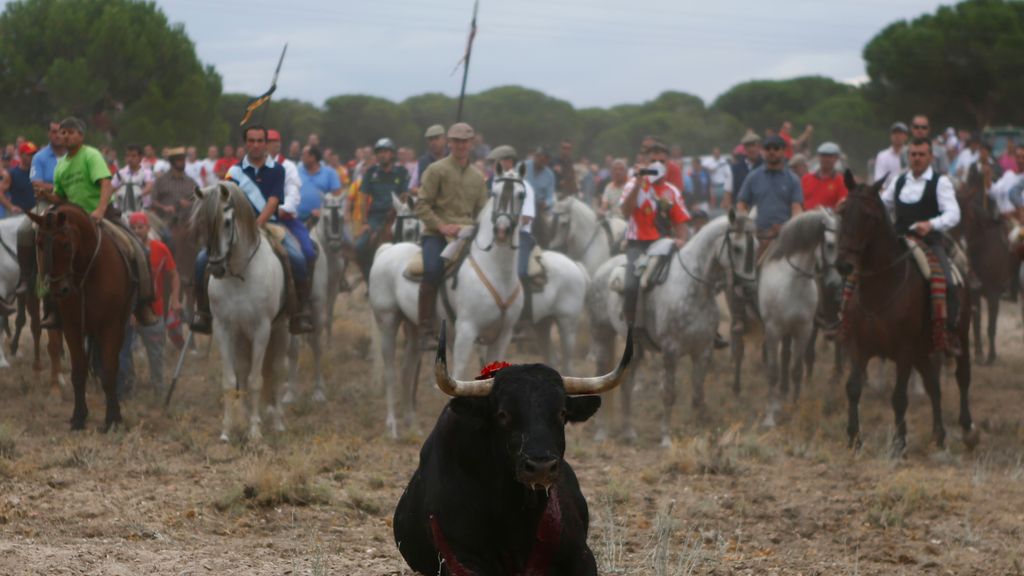 Tordesillas celebra su polémico encierro del toro de la Vega, esta vez sin muerte ni arponcillos