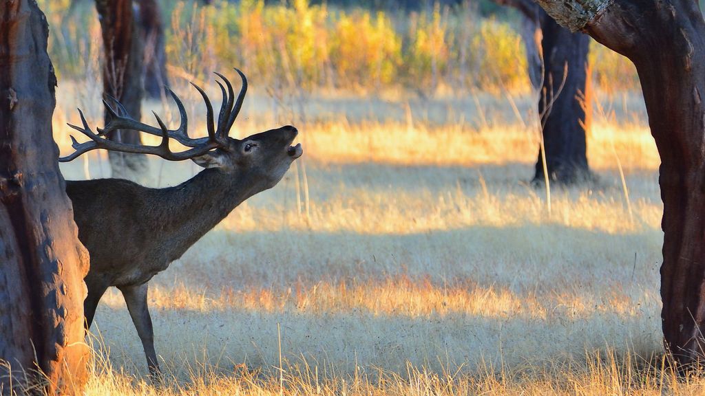 Dónde ver la berrea de los ciervos en España en otoño