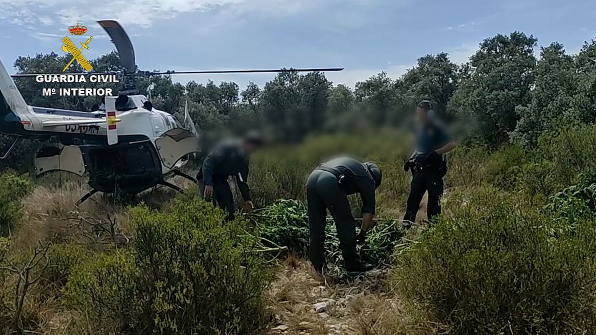 Encuentran más de 1.000 plantas de marihuana de dos metros de altura en una montaña de Villalonga Encuentran más de 1.000 plantas de marihuana de dos metros de altura en una montaña de Villalonga