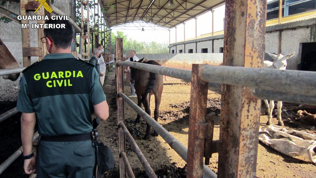 Investigan al dueño de una finca de Murcia por maltrato animal