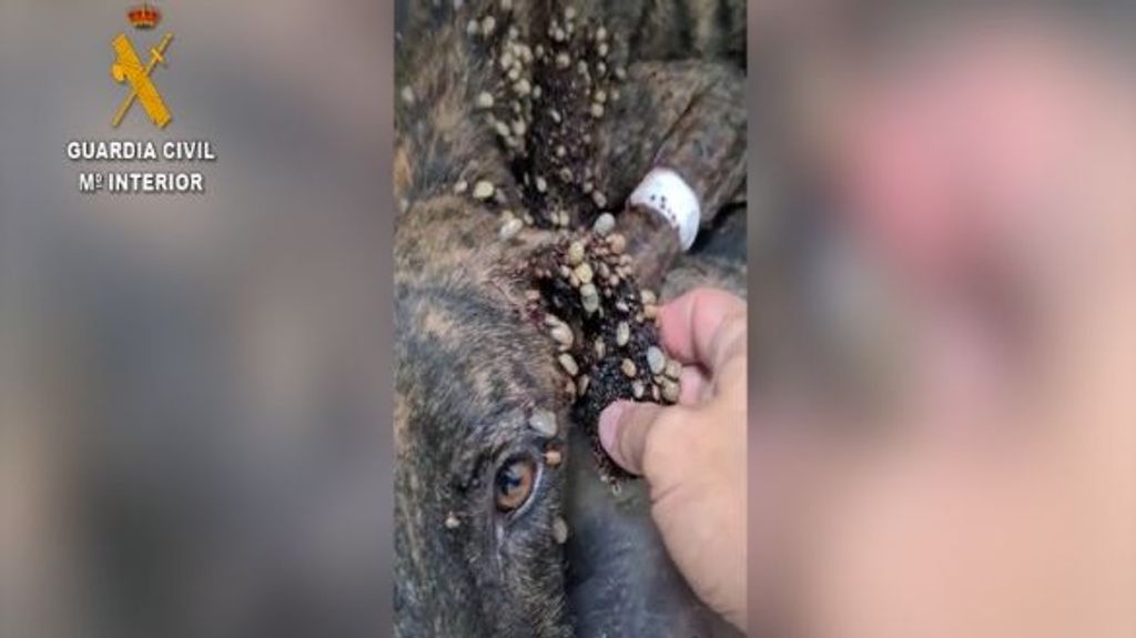 Perros con garrapatas Almería