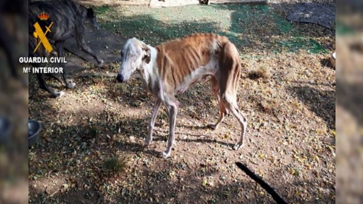 Perros desnutridos Almería Perros desnutridos Almería
