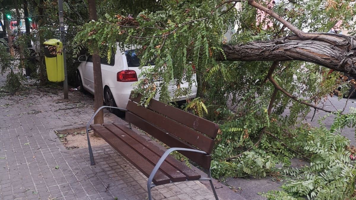 Talan un árbol tras caer varias de sus ramas sobre un carril bici en el centro de Valencia Talan un árbol tras caer varias de sus ramas sobre un carril bici en el centro de Valencia