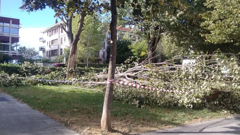 Un árbol aplasta un carrito de bebé en Getxo