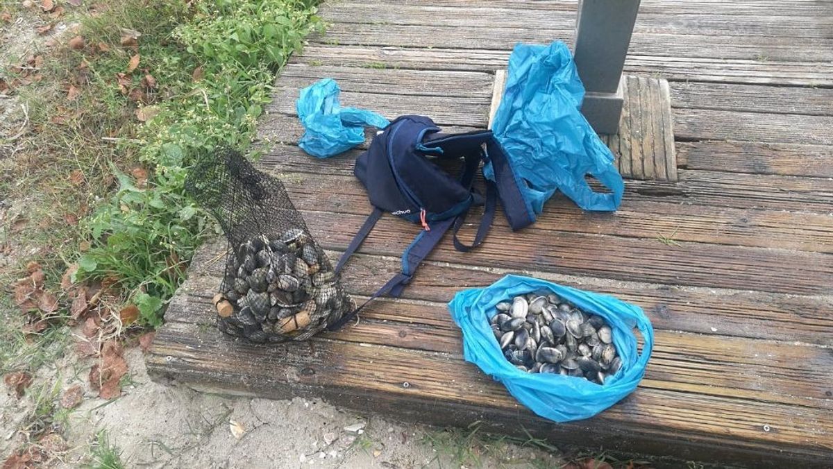 Almejas incautadas al mariscador furtivo. Almejas incautadas al mariscador furtivo.