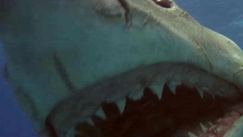 Domingo de tiburones en Be Mad: ‘Pirañas 3D’, ‘Tiburón 3D’, ‘Tiburón 2: la venganza’ y ‘El gran tiburón’