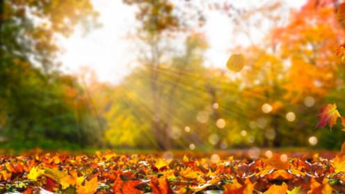 fall leaves in idyllic landscape