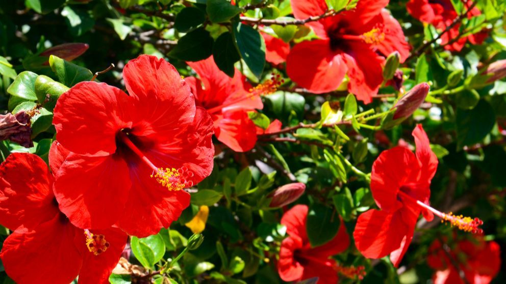 Flor de hibisco