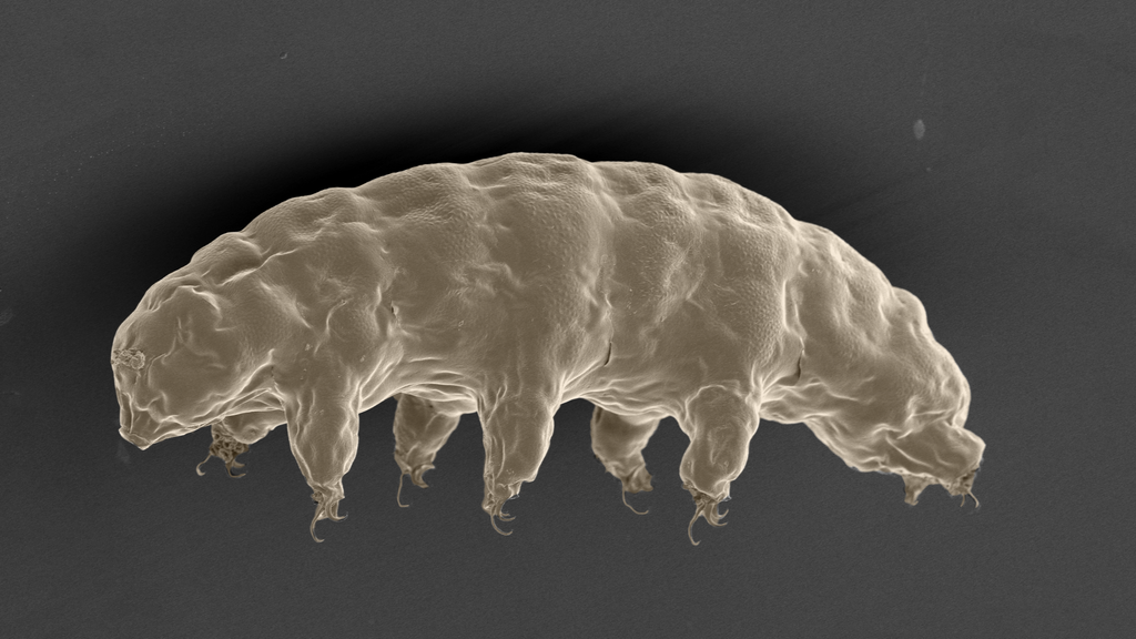 Los tardígrados pueden sobrevivir a la deshidratación durante décadas