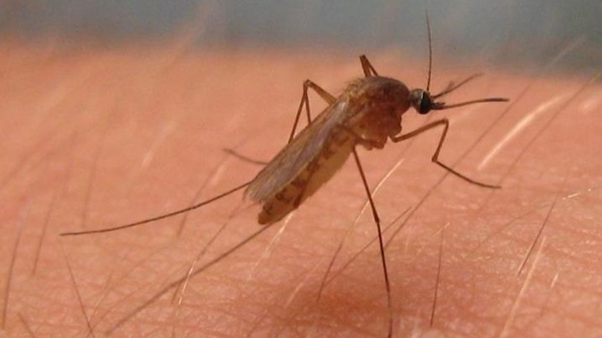 Mosquito del virus del Nilo