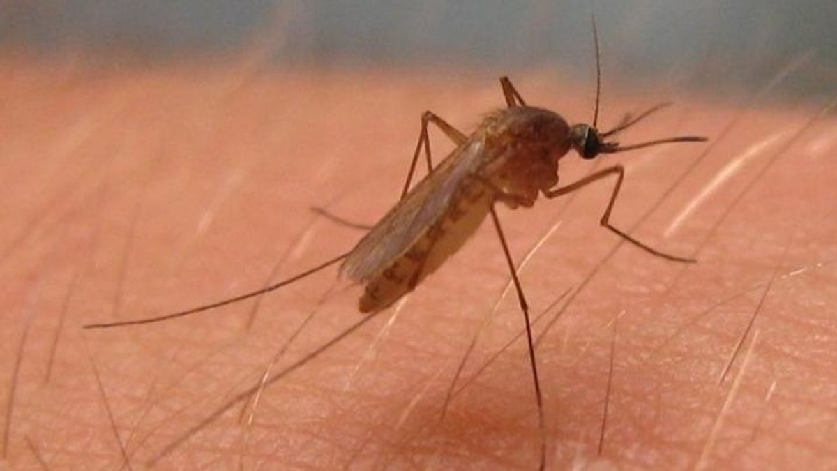 Mosquito del virus del Nilo Mosquito del virus del Nilo