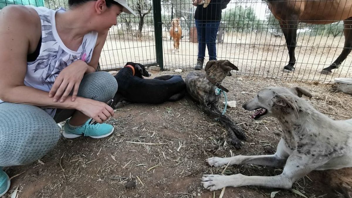 Rescatan en Doñana tres galgos abandonados, deshidratados y con hasta 500 garrapatas Rescatan en Doñana tres galgos abandonados, deshidratados y con hasta 500 garrapatas