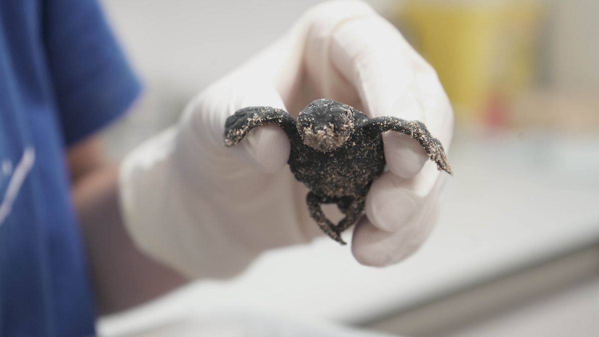 Sobrevive en Valencia una tortuga marina del único nido registrado esta temporada en España Sobrevive en Valencia una tortuga marina del único nido registrado esta temporada en España