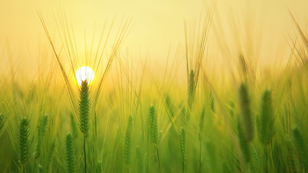 Un campo de cultivo Un campo de cultivo