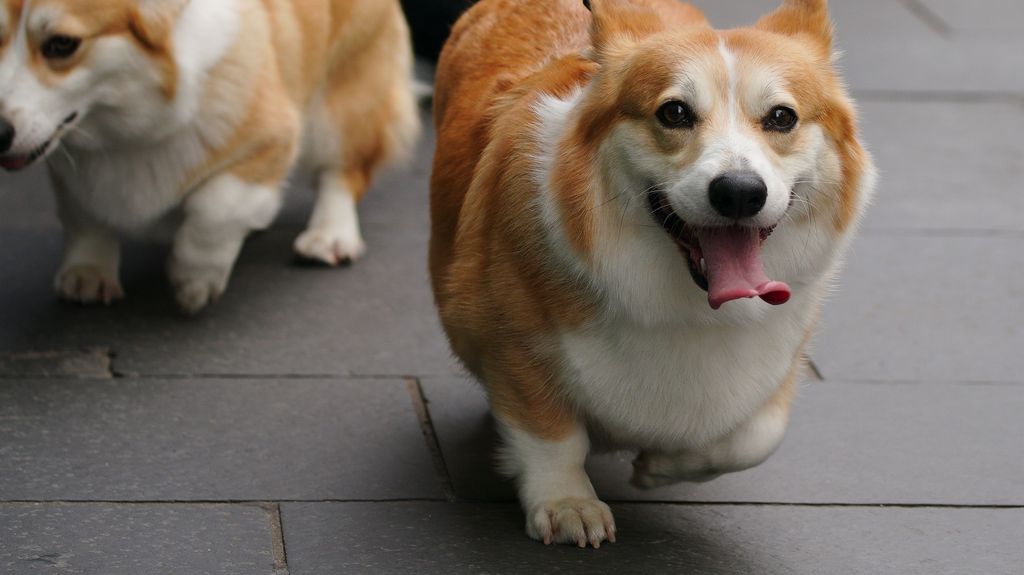 Los perros corgi esperan a su dueña, Isabel II, a las puertas del Castillo de Windsor