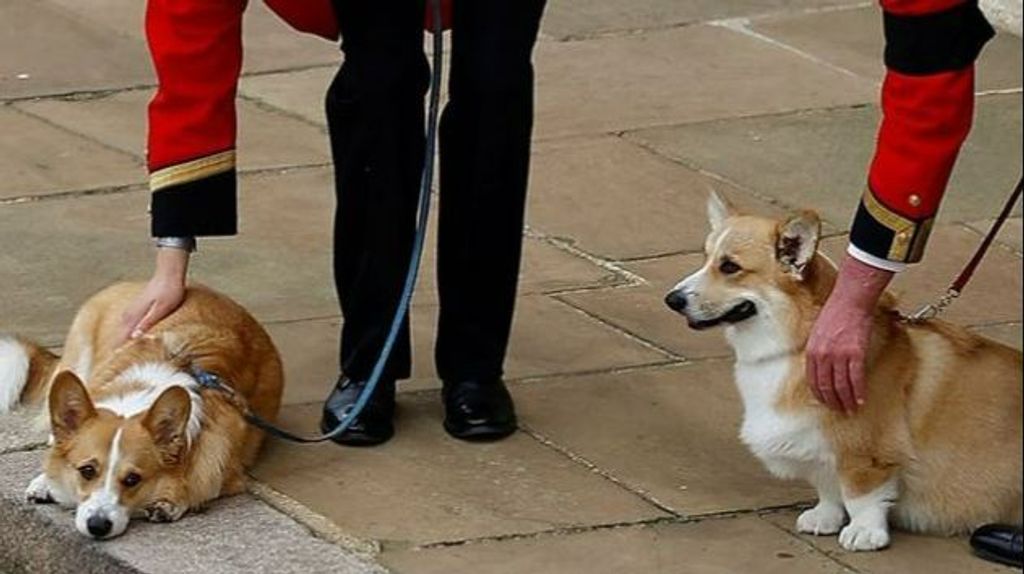 Los perros corgi esperan a su dueña, Isabel II, a las puertas del Castillo de Windsor