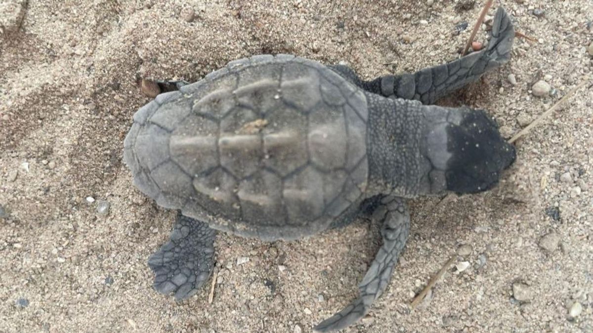 Nace la primera tortuga marina en el campamento de Valencia que alberga el único nido de esta especie