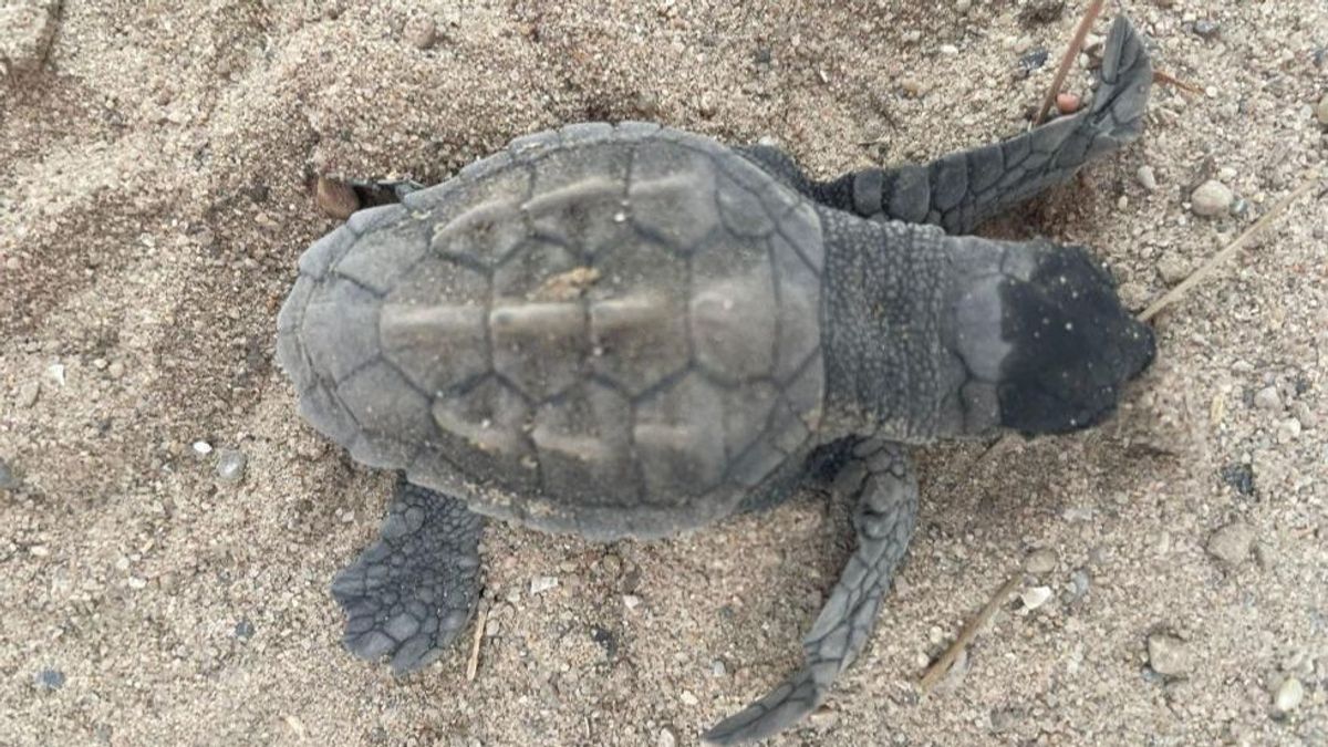Nace la primera tortuga marina en el campamento de Valencia que alberga el único nido de esta especie Nace la primera tortuga marina en el campamento de Valencia que alberga el único nido de esta especie